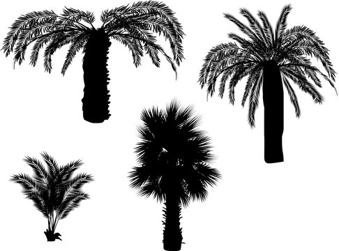 four palm silhouettes isolated on white