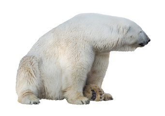 isolated sitting polar bear