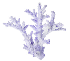 Naklejka premium blue color isolated on white sea coral