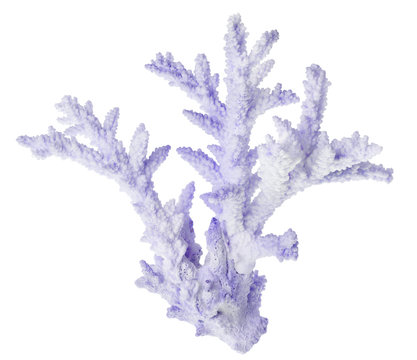 blue color isolated on white sea coral