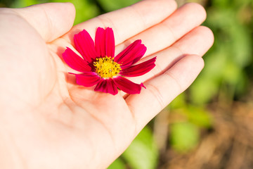 Cosmos red flower in hand warm tone with blurred background.