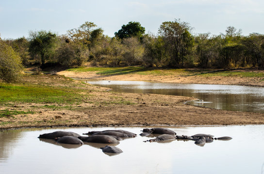 Ippopotami - Kruger park - Sudafrica
