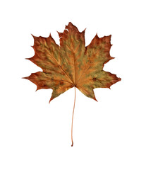 old brown maple fall leaf isolated on white