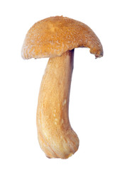 isolated yellow velvet bolete