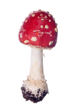 small red isolated fly agaric mushroom