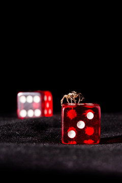 Spider and game cubes