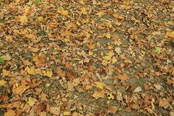 Autumn texture of yellow fallen leaves