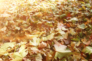 background autumn leaves in the park, nature