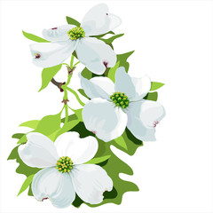 Dogwood (Cornus florida)
Hand drawn vector illustration of dogwood flowers  on white background. - 93613219