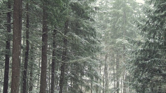 Snowing in a forest during the winter, Hockinson, Washington, 4K, Ultra HD