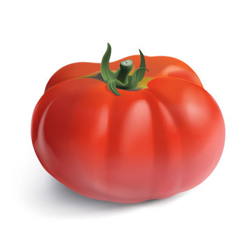 Heirloom Garden Tomato.
Hand drawn vector illustration of a garden tomato, on white background.