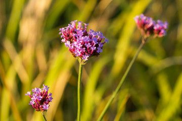 Bunch of little purple flowers blur background.