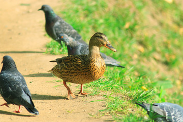 ducks in a city park
