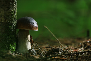 boletus edulis in the forest