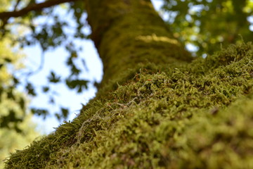 Мох на дереве © ikopo