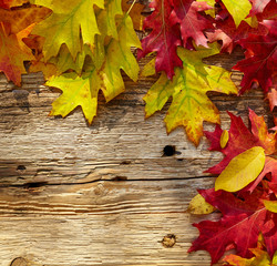 Naklejka na ściany i meble Autumn leaves on a wooden table. Background style