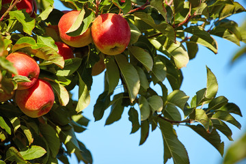 outdoor shot containing a bunch of red apples on a branch ready