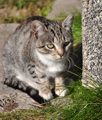 Cat gazing at a spider