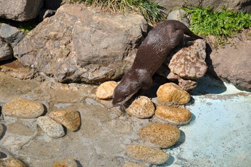 海豹　アザラシ