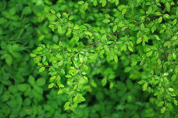 texture of fresh green grass