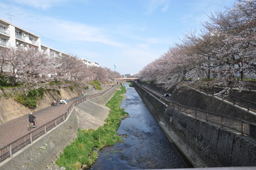 石神井川　春