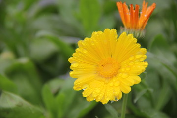 flower background stock