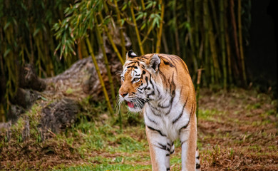Fototapeta na wymiar Tiger near bamboo forest