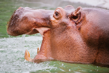 Hippo Yawning in Water	