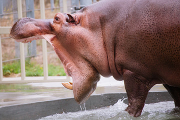 Hippo Yawning 