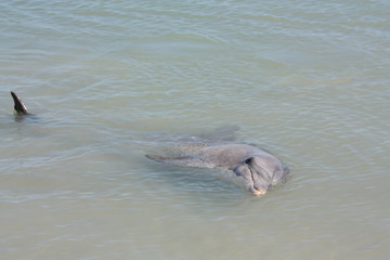 Fototapeta premium Monkey Mia, Shark Bay, Western Australia 