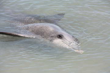 Fototapeta premium Monkey Mia, Shark Bay, Western Australia 