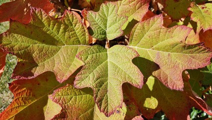 Colorful leaves of oakleaf hydrangea (hortensia quercifolia) in the fall
