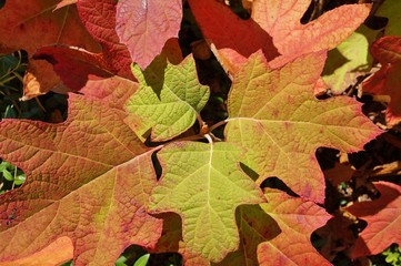 Colorful leaves of oakleaf hydrangea (hortensia quercifolia) in the fall