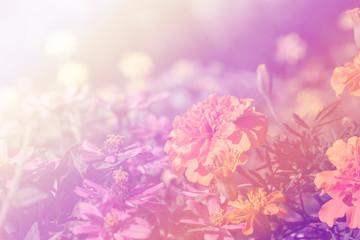 beautiful color flower for background design soft and blur style