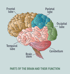 Parts of the human brain