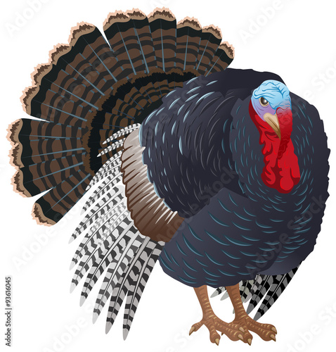 графика рисунок индюк птицы graphics figure Turkey birds скачать
