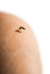 Mosquito on human shoulder