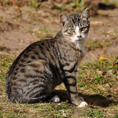 cute tabby cat portrait