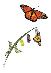 Life cycle of monarch butterfly - obrazy, fototapety, plakaty