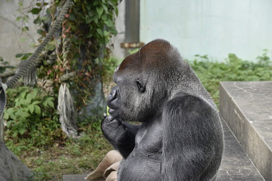 136 Best 雑食動物 Images Stock Photos Vectors Adobe Stock