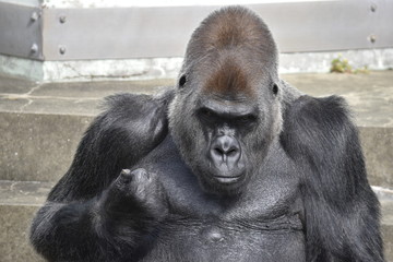 ローランドゴリラ