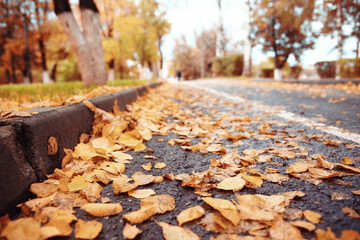 background autumn leaves in the park, nature