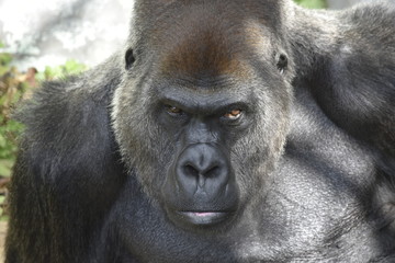 Obraz premium ローランドゴリラ