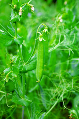 
The green peas in the vegetable garden