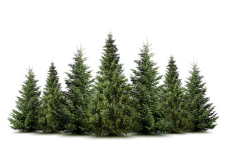 Weihnachtsbäume