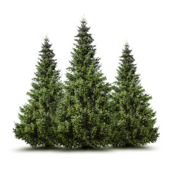 Weihnachtsbäume