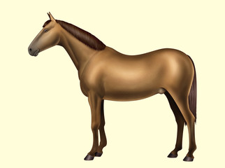 Obraz na płótnie Canvas Horse anatomy - Body parts - No text