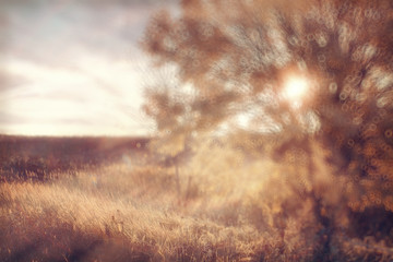 blurred background autumn leaves yellow trees