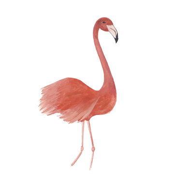 Flamingo watercolor isolated bird vector