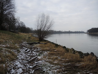 herbstliches Flussufer am Rhein